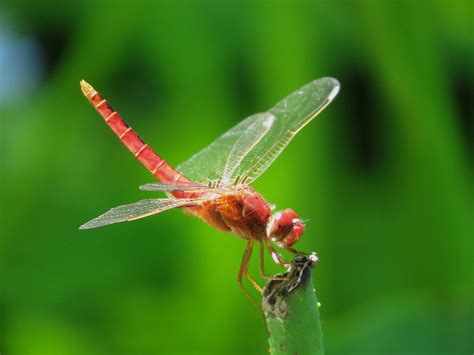 家裡有蜻蜓代表什麼|蜻蜓入宅有何含義？風水師解釋